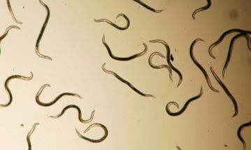 Les parasites vivant dans le corps humain