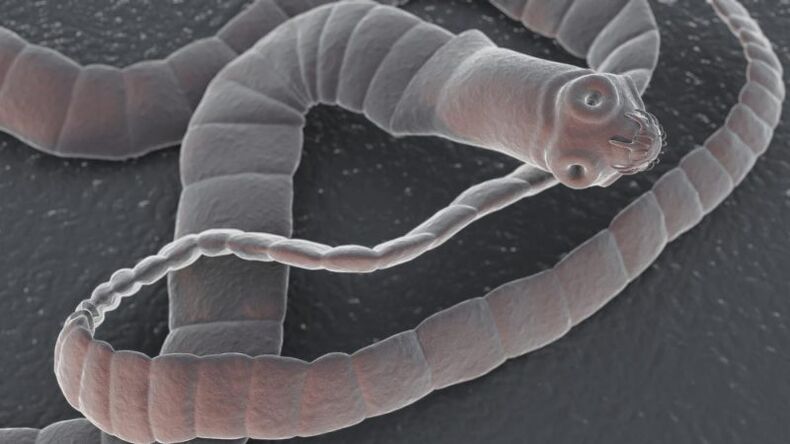 Types de parasites