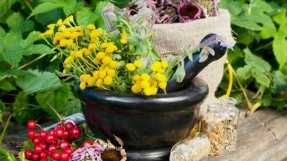 Herbes d'Helminthiase